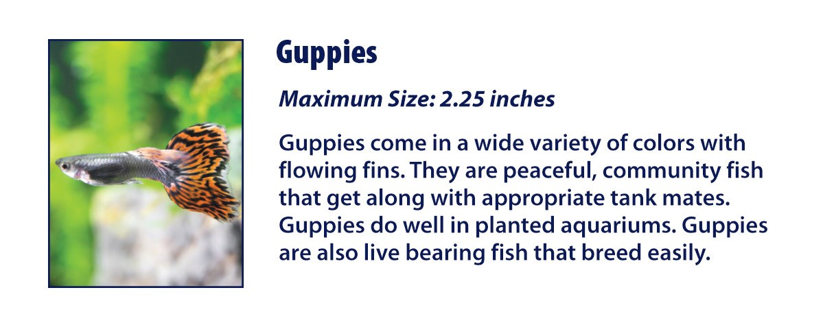 Guppies